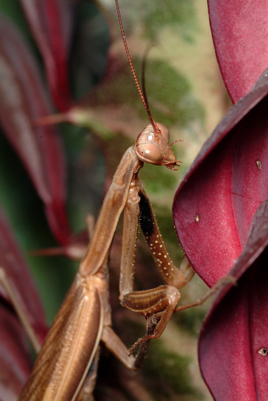 Maschio di Mantis religiosa